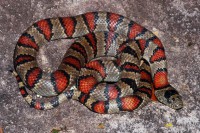 Lampropeltis mexicana hembra (reproductora)