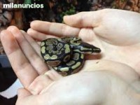 Python regius baby